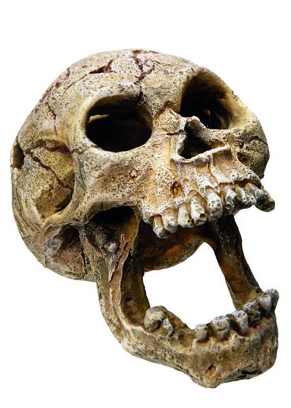 Ornament pentru acvariu | 'SKULL' | L11 X W7,5 X H8 CM