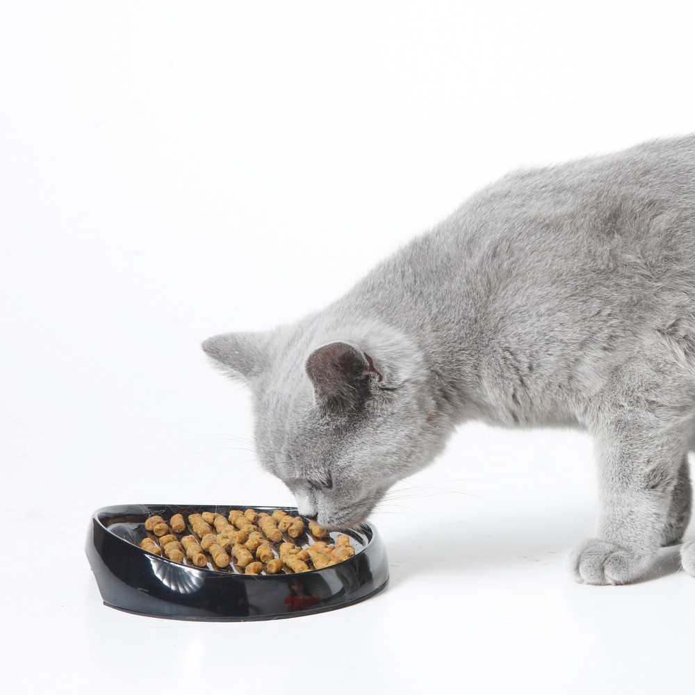 Bol de hrănire din plastic 'WHISKER 2', asortat L X l X H: 19 X 15