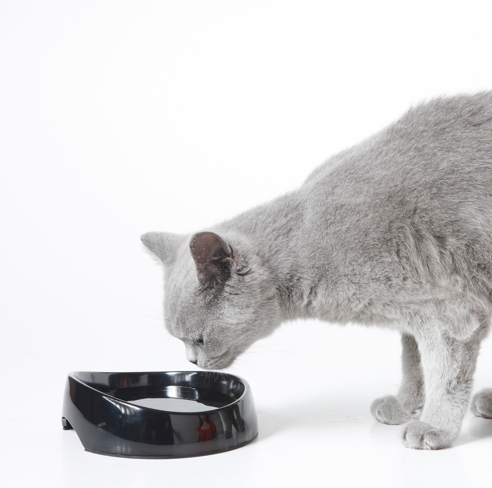 Bol de apă din plastic 'WHISKER WATER', asortat L X l X H: 19 X