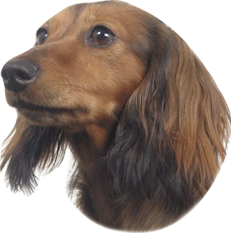 STICKER CÂINE CÂRNAT, 120 X 150 MM; 2 BUCĂȚI pentru câini