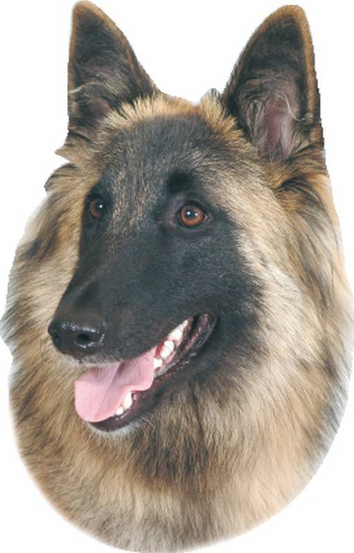 STICKER CÂINE TERVUEREN, 120 X 150 MM; 2 BUCĂȚI pentru câini