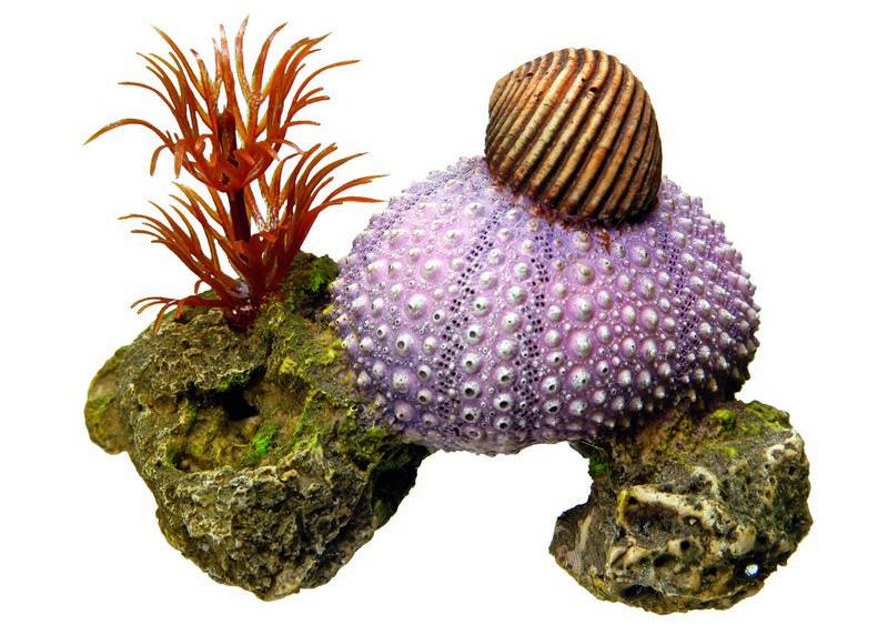 Ornament pentru acvariu | 'SEE SHELL' cu plante | L7,5 X W5 X H5,5 CM