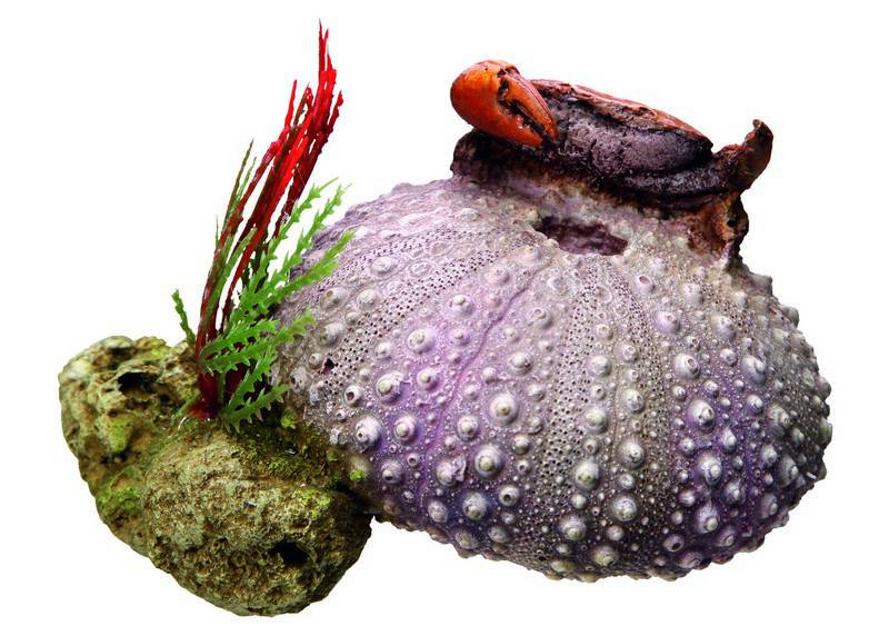 Ornament pentru acvariu | 'SEE SHELL' cu plante | L11 X W9 X H7 CM