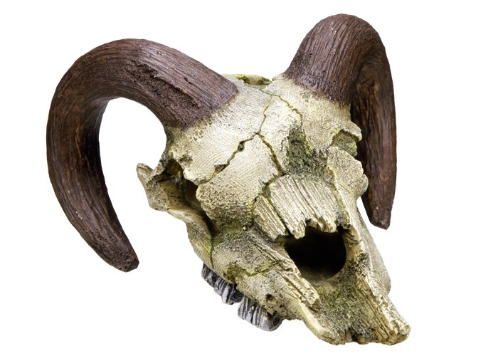 Ornament pentru acvariu | RAM SKULL | L17,5 X W16 X H9,5 CM