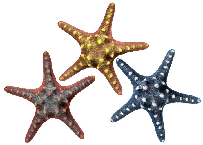 Ornament pentru acvariu | 'STARFISH' ASORTIMENT 1 | L16,5 X W16,5 X H5