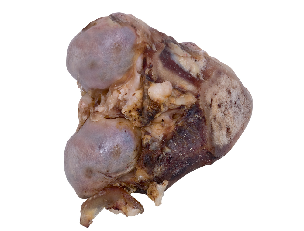 Genunchi de vită uscat | 9-11 cm pentru câini