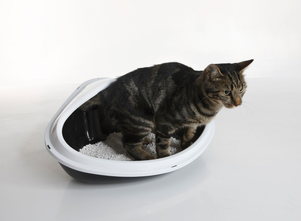 Litieră pentru pisici 'CONCHA' | XL | 51 x 38 x 22,5 cm