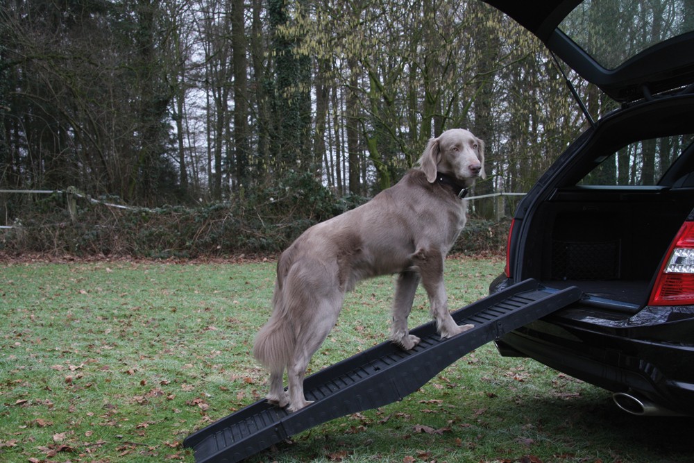 Rampa pentru caini | L X W: 40 X 1,52 CM