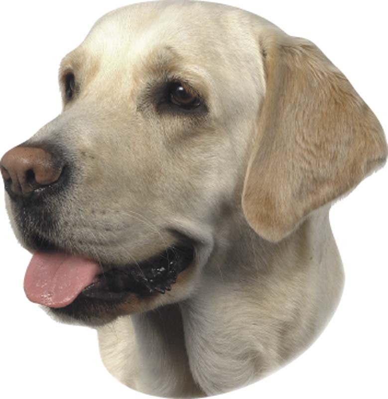 STICKER LABRADOR LIGHT 120 X 150 MM; 2 PIESE