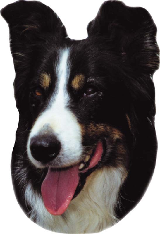 AUTOCOLANT BORDER COLLIE, 120 X 150 MM; 2 BUC pentru câini