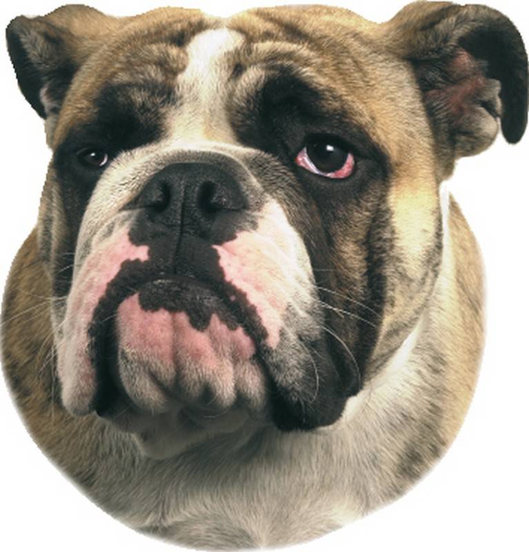 STICKER BULLDOG 120 X 150 MM; 2 PIESE