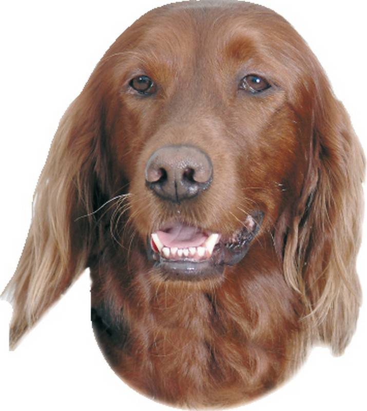 STICKER IRISH SETTER 120 X 150 MM; 2 PIESE