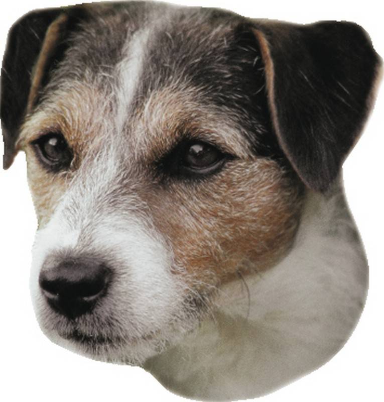 STICKER JACK RUSSEL TERRIER 120 X 150 MM; 2 PIESE