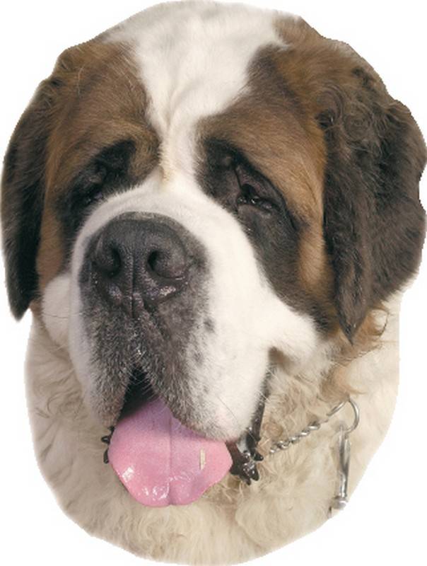 STICKER CÂINE SAINT BERNARD 120 X 150 MM; 2 BUCĂȚI pentru câini
