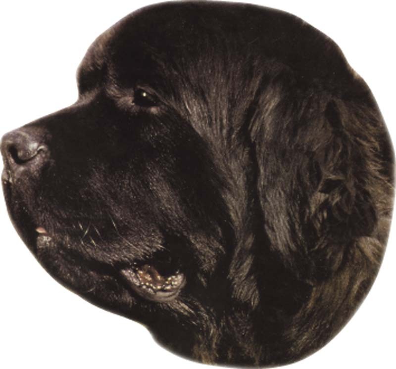 STICKER NEWFOUNDLANDER 120 X 150 MM; 2 PIESE