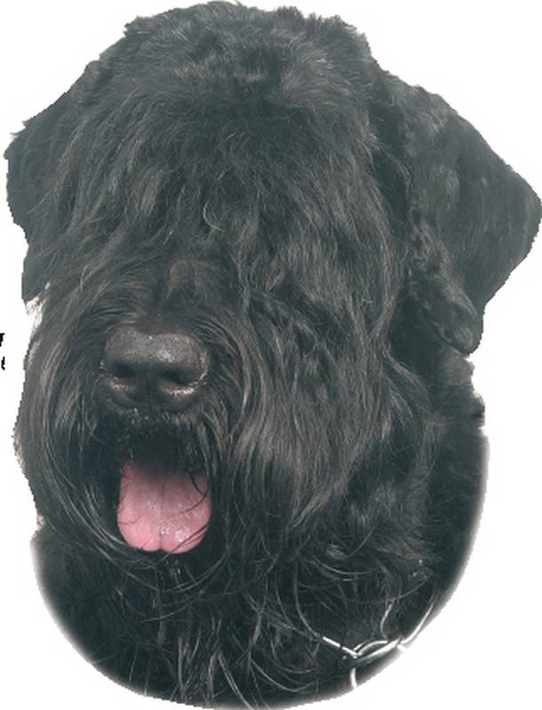 STICKER BOUVIER 120 X 150 MM; 2 PIESE