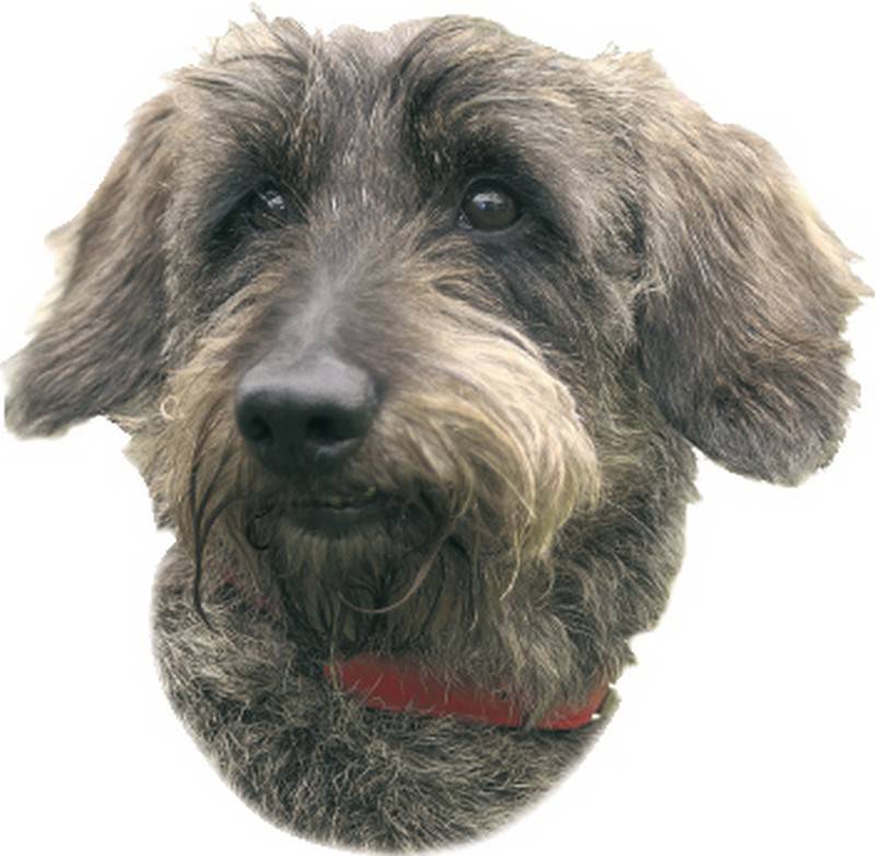 STICKER CÂINE CÂRNAT 120 X 150 MM; 2 BUCĂȚI pentru câini