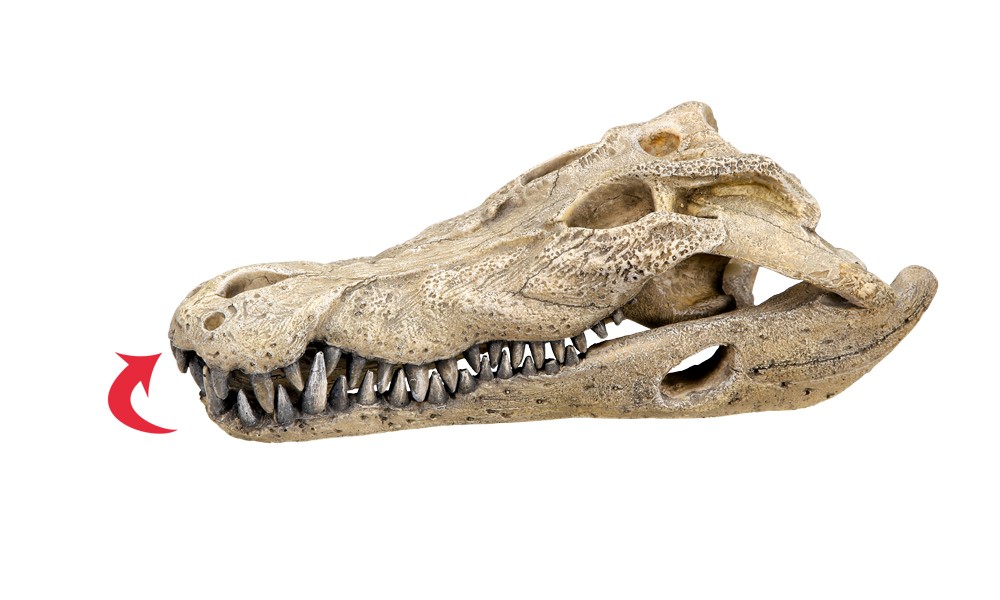 Accesorii pesti | Ornament pentru acvariu | "CROCODILE SCULL" | L26 X W14 X H9 CM