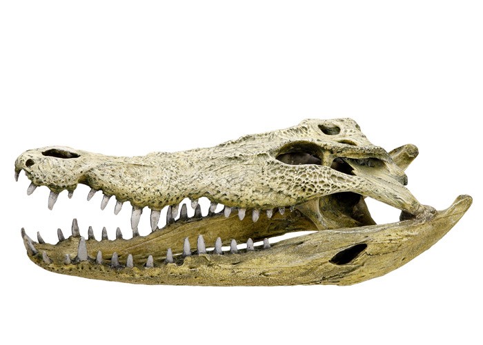 Accesorii pesti | Ornament pentru acvariu | "CROCODILE SCULL" | L47,5 X W20,5 X H16 CM