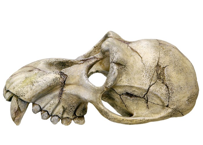 Accesorii pesti | Ornament pentru acvariu | "MONKEY SKULL" | L22,5 X W14,5 X H11 CM