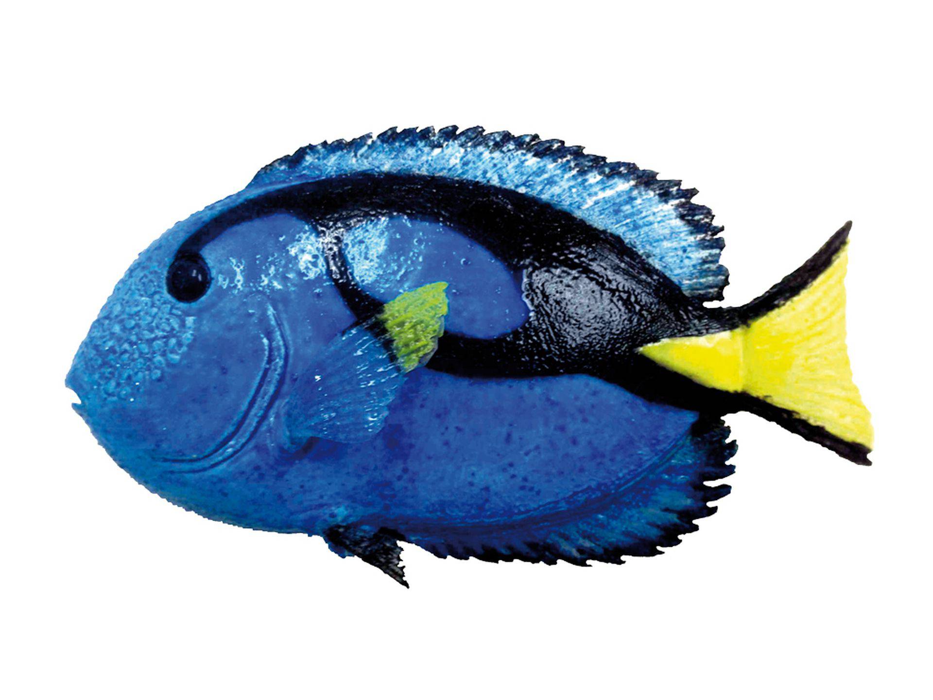 Accesorii acvarii | FANTASY DECOR "BLUE-TANG FISH" | L10,5 X H,5 CM