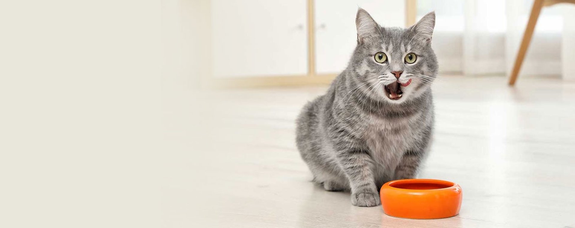 Cea mai buna măncare